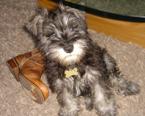 puppy sitting by a boot