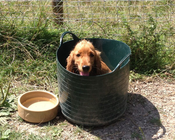 puppy sitting in a bucket