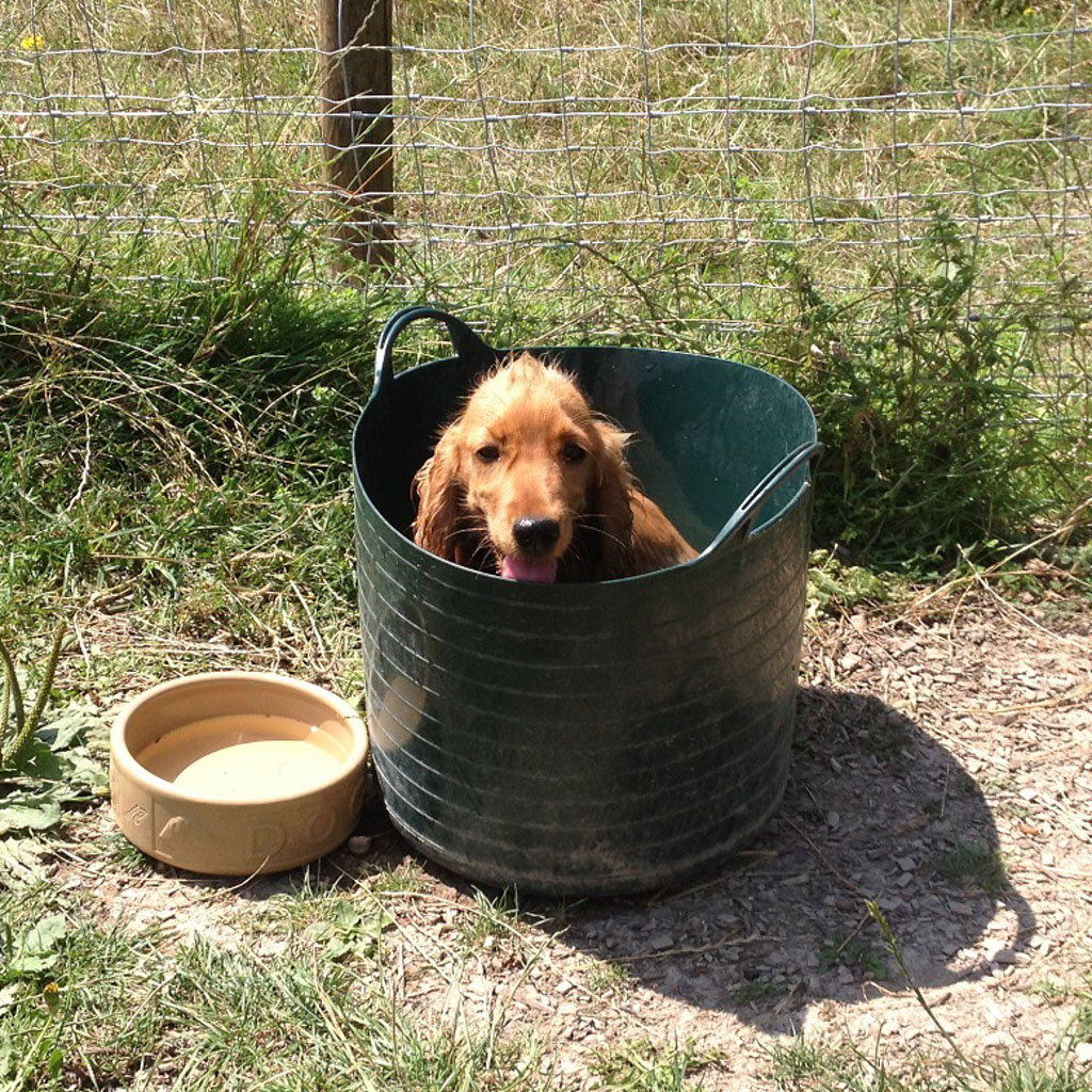 puppy sitting in a bucket