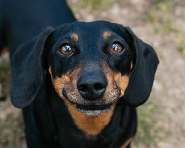 Dog walking school Kent