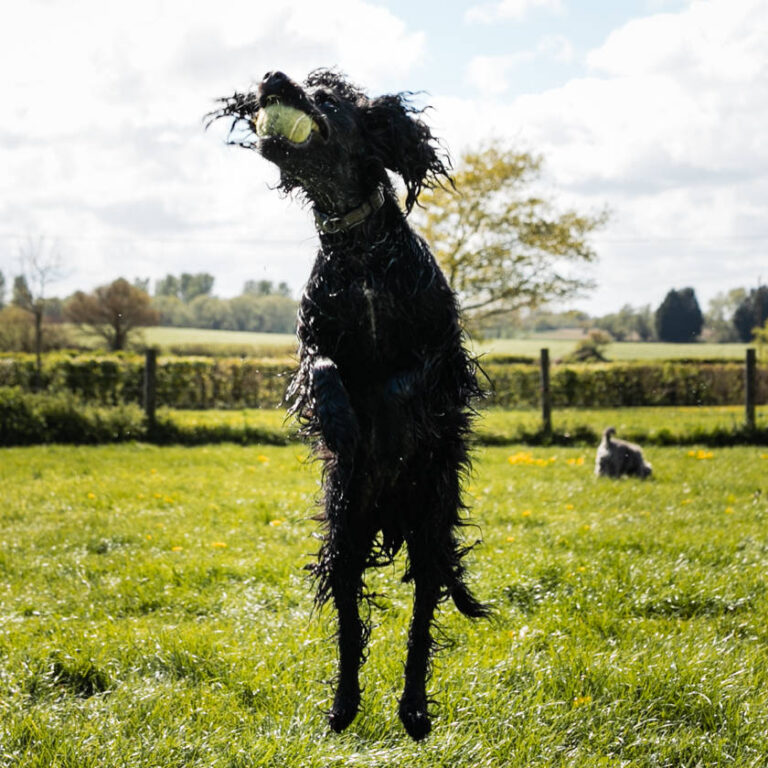 Thumbnail for Socialising your Puppy