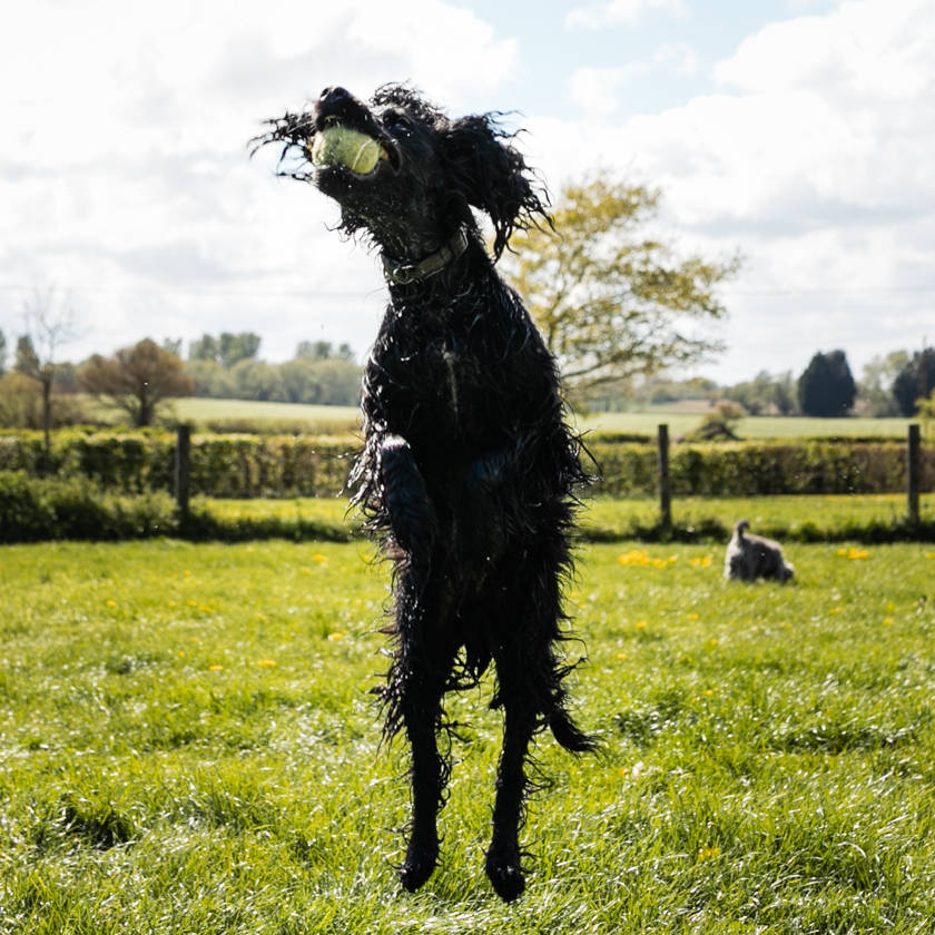 Socialising your Puppy