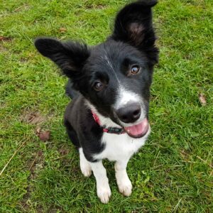 puppy training kent