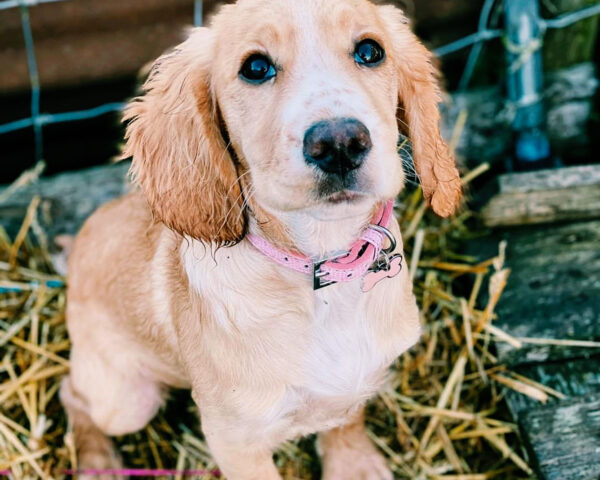 puppy training kent