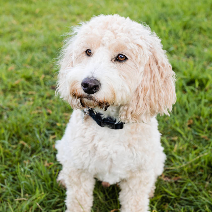 Which Breed is Best for Me?