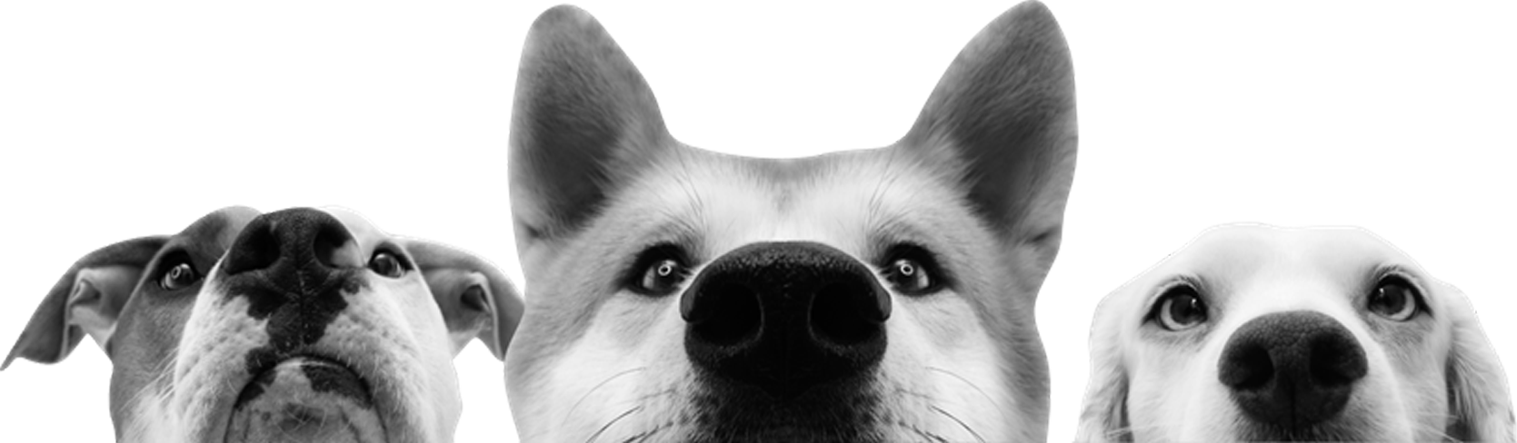 Best Behaviour School For Dogs