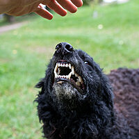 Avatar for CPD Seminar – Dog Aggression Towards People