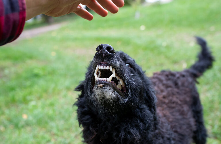 Thumbnail for CPD Seminar – Dog Aggression Towards People